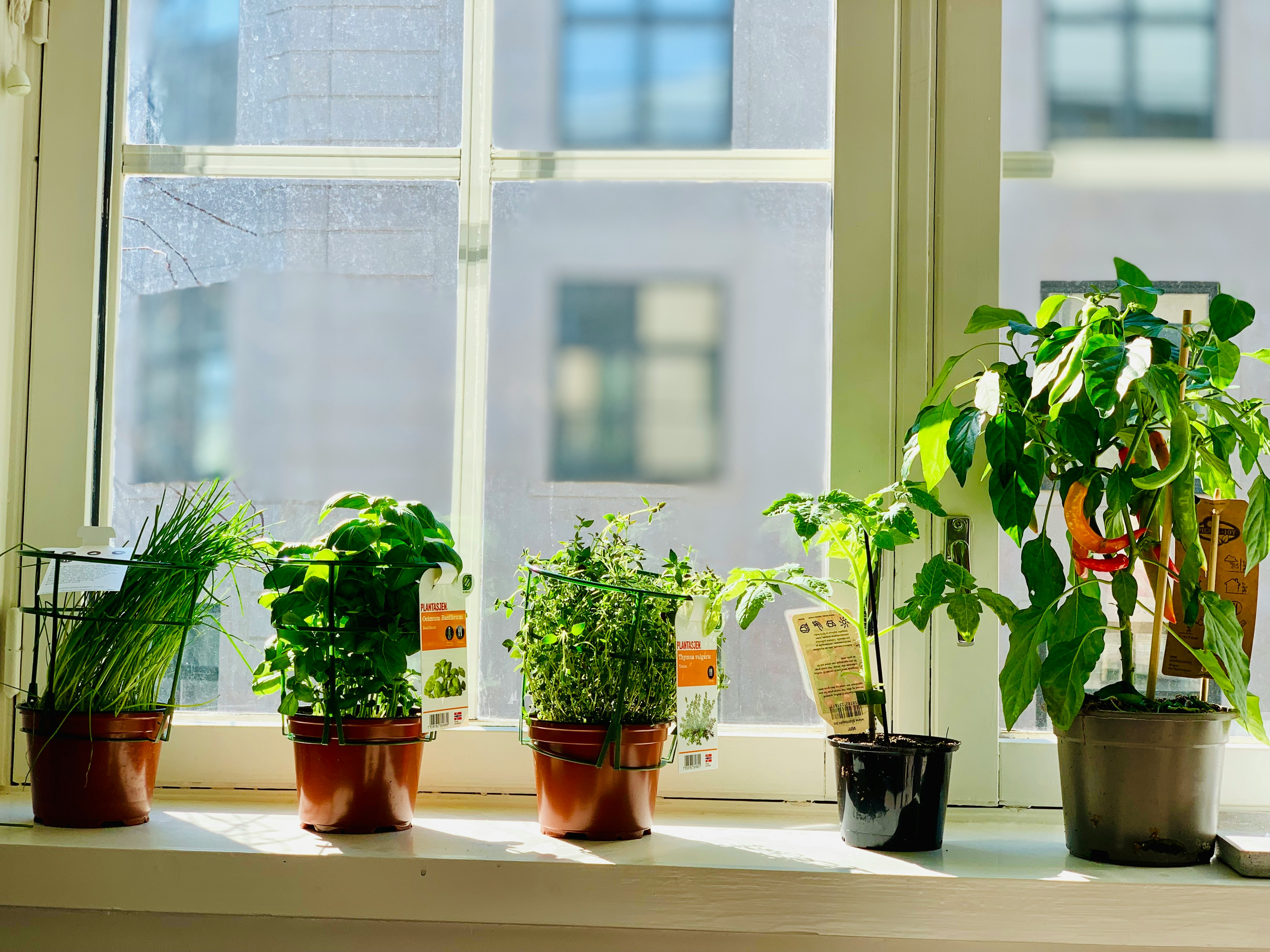 Indoor Vegetable Gardening: Tips for Healthy, Sustainable Home Gardens